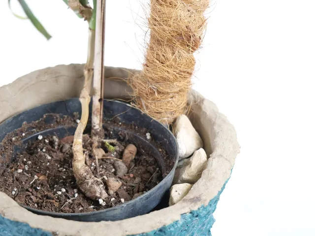 jak ustabilizowac zamocowac palik kokosowy w doniczce