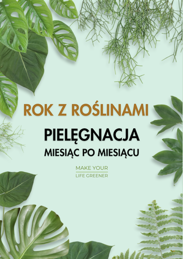jak dbac o rosliny kwiaty domowe doniczkowe pielegnacja uprawa dbanie o rosliny kwiaty w domu wskazówki jak dbać pielegnowac o rosliny kwiaty domowe doniczkowe seozonwa pielęgnacja roslin miesiac po miesiacu latem wiosna zimą