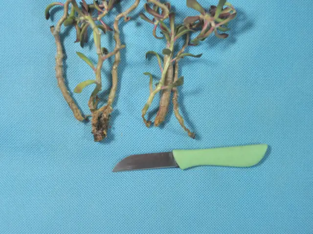 ratowanie cięcie ukorzenianie rozmnażanie grubosza drzewko szczescia