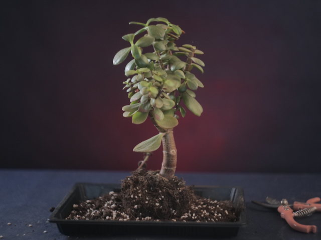 jak przesadzić drzewko szczęścia, jak przesadzić grubosza, grubosz drzewko szczęścia przesadzanie krok po kroku