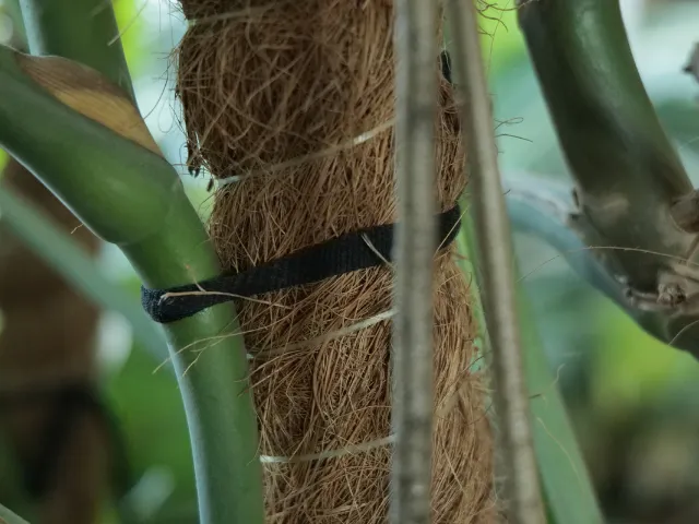 jak mocować pędy roślin do palika kokosowego