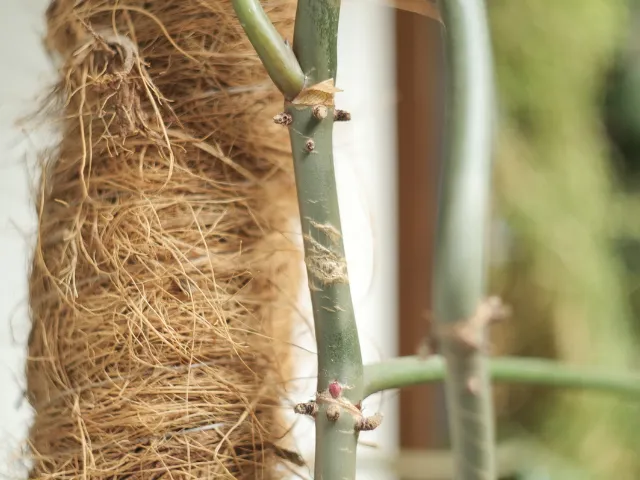 Przywiązywanie pnączy do palika kokosowego - porady