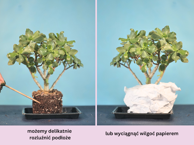Drzewko szczęścia, jak uratować, pomarszczone drzewko szczęścia, grubosz ratowanie krok po kroku