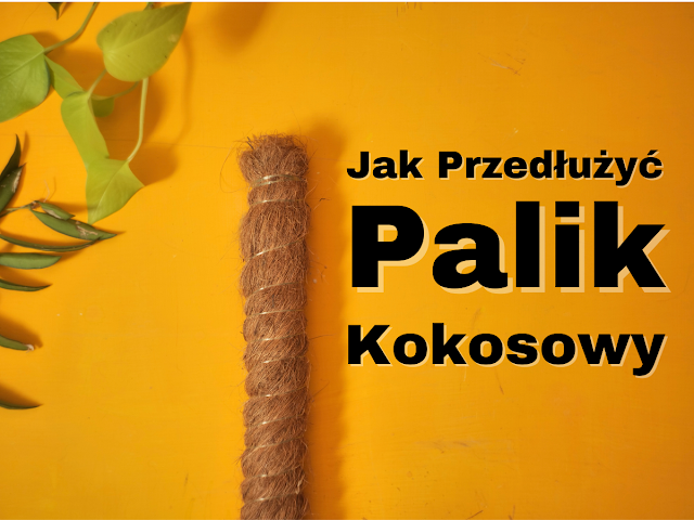 Jak przedłużyć palik kokosowy dla pnączy
Przedłużenie palika kokosowego do roślin pnących
Jak połączyć dwa paliki kokosowe
Palik kokosowy dla pnączy - jak go przedłużyć
Mocowanie palika kokosowego do roślin
Przywiązywanie roślin do palika kokosowego
Jak mocować pędy roślin do palika kokosowego
Jak stabilizować palik kokosowy w doniczce
Zabezpieczenie rośliny przed przewróceniem palika kokosowego
Jak przywiązać pnącze do palika kokosowego
Palik kokosowy dla roślin - jak łączyć paliki
Jak zrobić stabilną podporę dla roślin pnących
Jak zwiększyć stabilność palika kokosowego w doniczce
Połączenie palików kokosowych dla roślin pnących
Przywiązywanie pnączy do palika kokosowego - porady