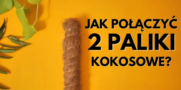 Jak przedłużyć palik kokosowy dla pnączy Przedłużenie palika kokosowego do roślin pnących Jak połączyć dwa paliki kokosowe