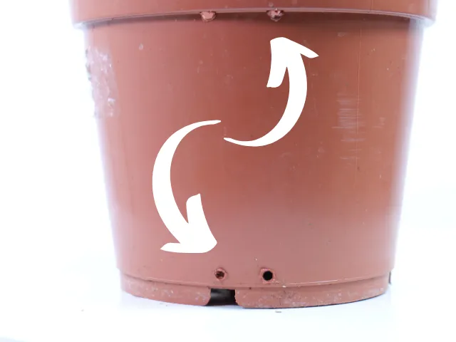 Jak stabilizować palik kokosowy w doniczce