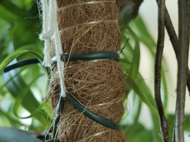 Jak przywiązać pnącze do palika kokosowego