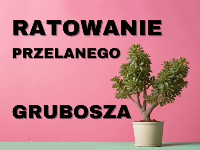 co zrobić z przelanym gruboszem, drzewko szczęścia marnieje, ratowanie drzewka szczęścia