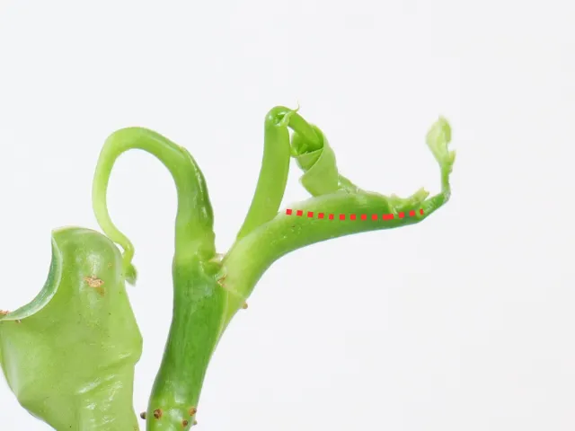 Problem z liśćmi filodendrona – jak wspomóc wzrost rośliny
Jakie warunki potrzebują rośliny, by liście monstery się rozwijały
Zroślicha i filodendron – jak poprawić rozwój liści
Liście monstery, filodendrona i zroślichy – dlaczego nie rosną?