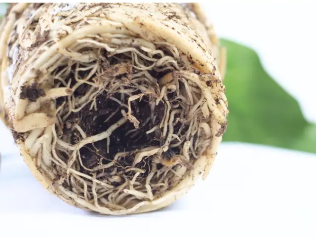 Czy można przesadzać kwiaty doniczkowe jesienią_