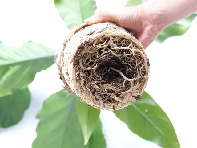 Czy przesadzanie kwiatów zimą szkodzi roślinom_