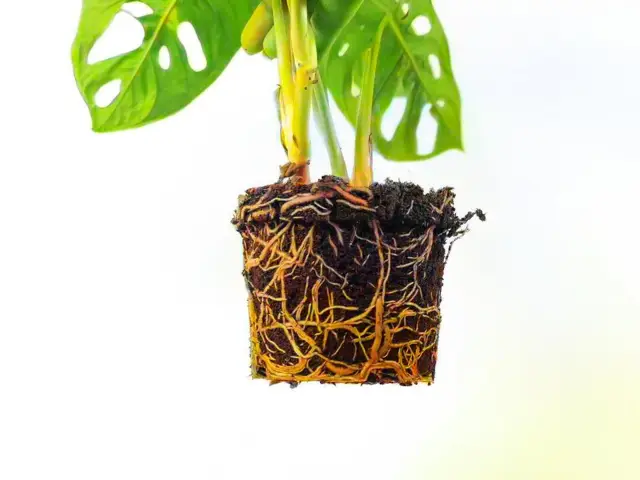 splątane_korzenie_jak_przesadzac_rośliny_domowe