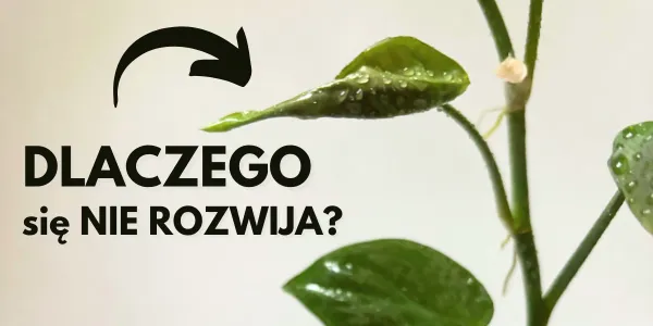 co zrobic gdy lisc monstery filodendrona sie nie rozwija