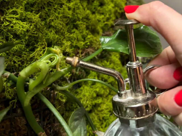 co zrobic gdy lisc monstery filodendrona sie nie rozwija