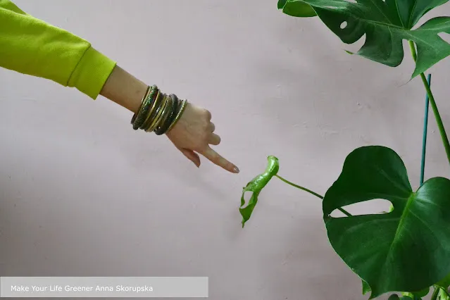 Dlaczego liście monstery nie chcą rosnąć i jak to naprawić
Zroślicha nie rozwija liści – co zrobić, by pomóc roślinie
Filodendron nie rozwija liści – jakie są najczęstsze przyczyny