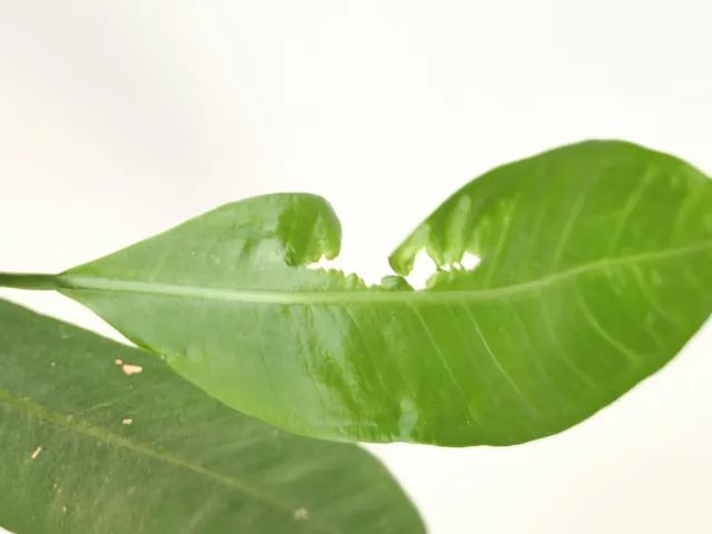 Jakie błędy powodują, że liście monstery nie rosną
Co zrobić, gdy liście monstery przestają rosnąć
Jak poprawić rozwój liści u monstery, filodendrona i zroślichy