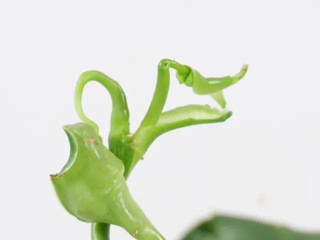 Problem z liśćmi filodendrona – jak wspomóc wzrost rośliny
Jakie warunki potrzebują rośliny, by liście monstery się rozwijały
Zroślicha i filodendron – jak poprawić rozwój liści
Liście monstery, filodendrona i zroślichy – dlaczego nie rosną?