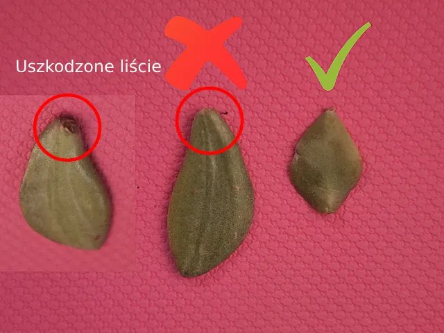 Jak pielęgnować sadzonki grubosza
Grubosz uprawa i rozmnażanie
Sposoby na rozmnażanie grubosza