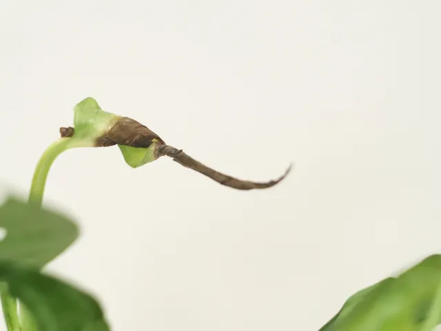 Dlaczego liście monstery nie chcą rosnąć i jak to naprawić
Zroślicha nie rozwija liści – co zrobić, by pomóc roślinie
Filodendron nie rozwija liści – jakie są najczęstsze przyczyny