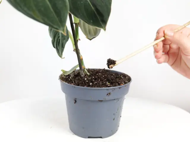 Jak przesadzać rośliny jesienią_ Porady i wskazówki