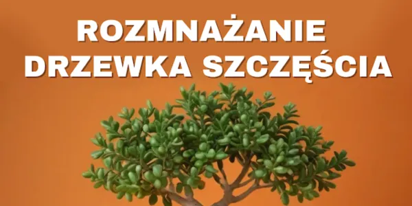 Jak rozmnożyć grubosza Rozmnażanie grubosza z sadzonek Drzewko szczęścia jak rozmnożyć