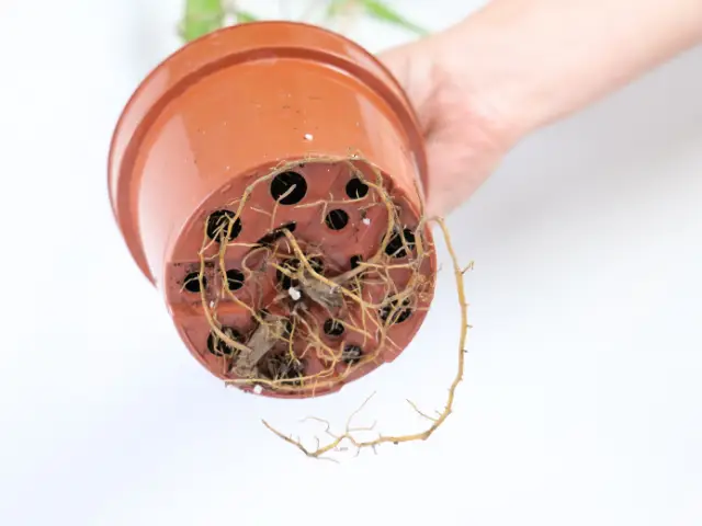 korzenie wyrastające z doniczki_Jak zadbać o kwiaty doniczkowe po przesadzeniu jesienią zimą_