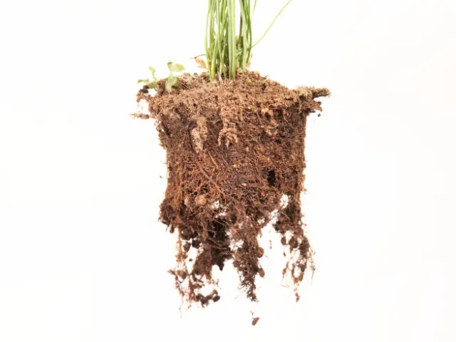 Kiedy przesadzać kwiaty doniczkowe – jesień czy wiosna_