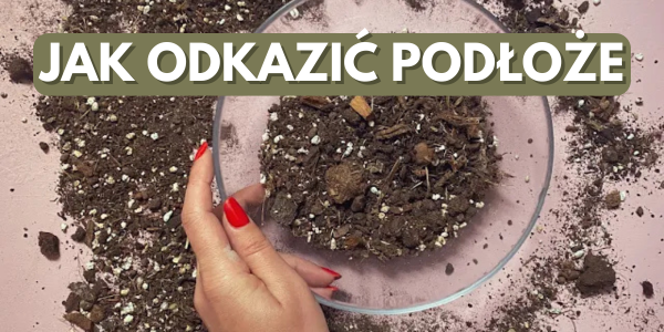 Odkażanie ziemi piekarnikiem Jak wypiekać ziemię dla roślin Odkażanie podłoża naturalnymi metodami