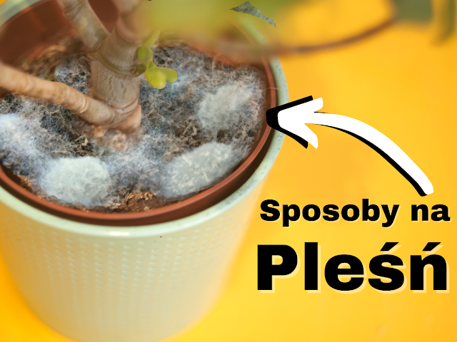 jak zwalczyć pleśń na ziemi roślin
domowe sposoby na pleśń w doniczce
środki na pleśń w ziemi roślin
ekologiczne metody walki z pleśnią w ziemi
naturalne preparaty na pleśń w doniczkach