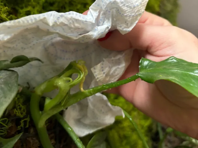 co zrobic gdy lisc monstery filodendrona sie nie rozwija