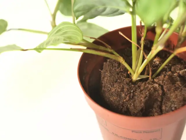 Przesadzanie kwiatów doniczkowych w czasie zimy – czy to dobry pomysł_podłoze_torfowe_torf