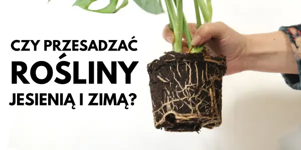 Przesadzanie kwiatów, roślin domowych w czasie jesieni i zimy