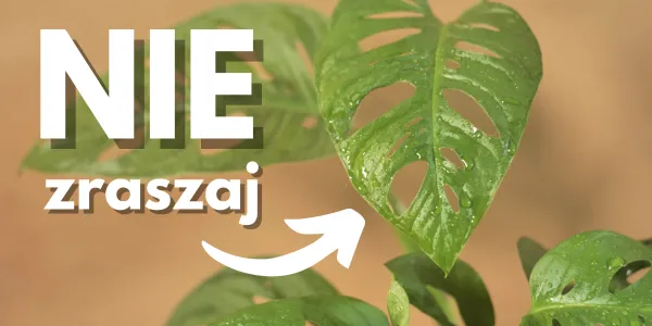 Które rośliny domowe nie lubią zraszania dlaczego nie zraszac roslin kwiatow doniczkowych domowych pokojowych