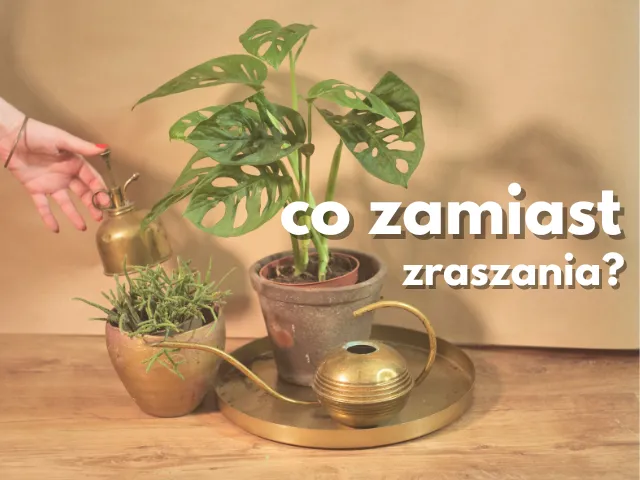 Dlaczego niektóre rośliny nie lubią zraszania co zamiast zraszania liści roslin