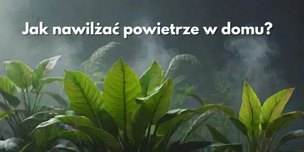 Zwiększanie wilgotności powietrza w mieszkaniu Jak nawilżać powietrze w domu? Nawilżanie roślin w mieszkaniu Sposoby na wilgotność powietrza w domu Rośliny w domu a wilgotność powietrza Jak poprawić wilgotność w domu zimą? Wzrost wilgotności powietrza w mieszkaniach Jak nawilżać powietrze dla roślin? Wysoka wilgotność w mieszkaniu – jak to osiągnąć? Zwiększenie wilgotności powietrza w domu zimą W jaki sposób poprawić wilgotność w mieszkaniu? Nawilżanie powietrza dla roślin – skuteczne metody Rośliny a wilgotność powietrza – jak zadbać o rośliny? Jakie rośliny poprawiają wilgotność powietrza w mieszkaniu? Jak poprawić wilgotność w mieszkaniu bez nawilżaczy? Naturalne sposoby nawilżania powietrza w domu