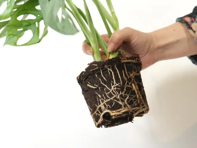 Zasady przesadzania kwiatów doniczkowych jesienią i zimą