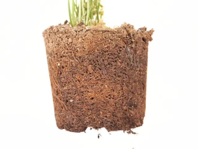 Zimowe przesadzanie roślin – jak zrobić to prawidłowo_