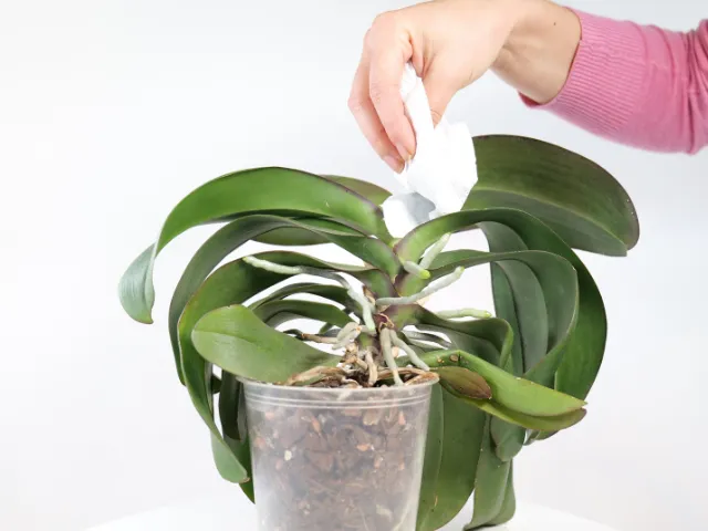 Jakie rośliny w domu nie tolerują zraszania