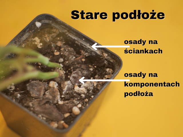 biały nalot na ziemi w doniczce
grzyb na ziemi roślin doniczkowych
zapobieganie pleśni w ziemi roślin
pleśń w doniczce objawy
podłoże do roślin pleśń