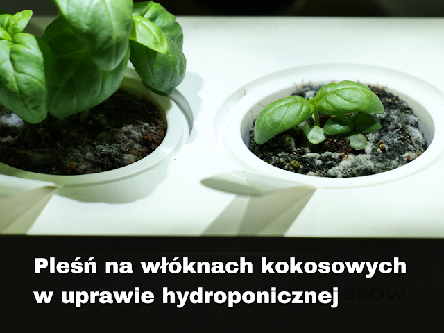pleśń w ziemi roślin domowych
pleśń na ziemi w doniczce
jak pozbyć się pleśni z ziemi
pleśń w doniczce co robić
pleśń w podłożu roślin
jak zwalczyć pleśń w ziemi