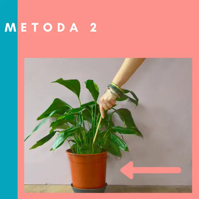 co ile podlewać skrzydłokwiaty