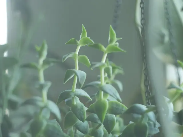 co zrobic z wyciagniętym gruboszem jak doświetlac gdzie postawic