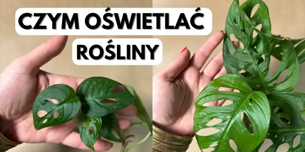 jakie lampy do doświetlania roślin wybrać