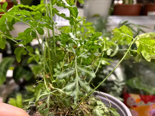 czy warto kupowac paprocie w przecenie przecenione