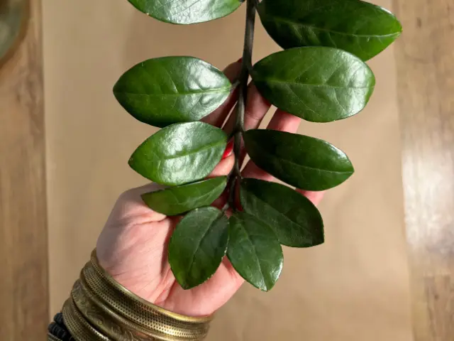 dlaczego zamiokulkas ma małe liście