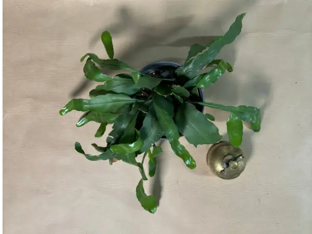 epiphyllum gdzie postawic bez swiatla