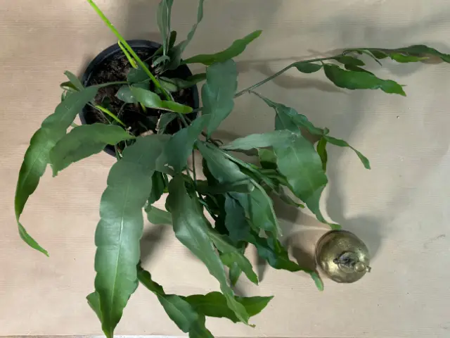 epiphyllum gdzie postawic uprawa pielegnacja ile swiatla