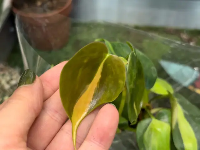 filodendron epipremnum przecena okazja czy warto kupić