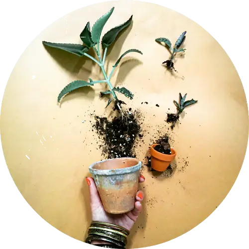 jak dbac o sukulenty kaktusy kwiaty rosliny domowe