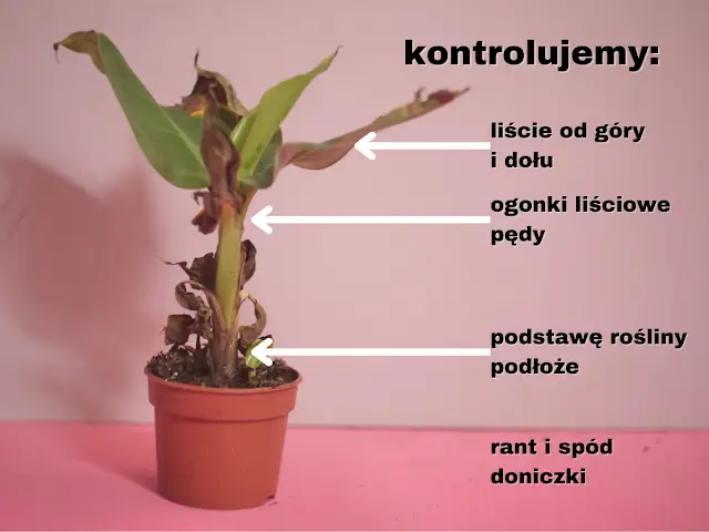 jak dbac o roślinę w kwarantannie izolacji jak pielęgnować